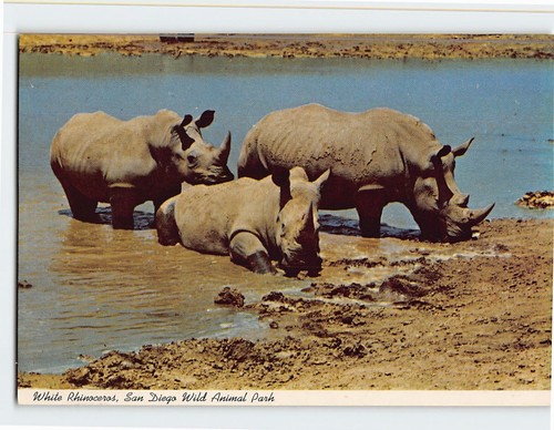 Postcard white rhinoceros san - rhinoceros,