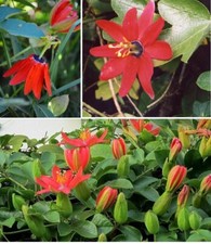 Red Passion Flower (Passiflora