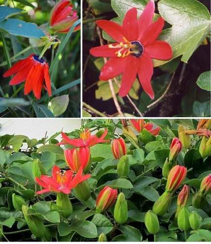 Red passion flower passiflora - red,