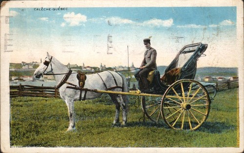Caleche quebec city horse - quebec,