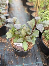 Verbena Bampton 3L Pot Large