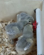 6+ Lavender Cochin Hatching