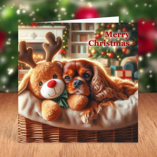 Cavalier king charles spaniel - cavalier,