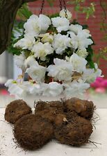 WHITE PENDULA BEGONIA TRAILING