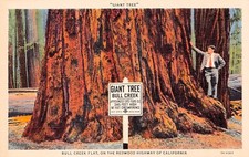 Redwood Highway California