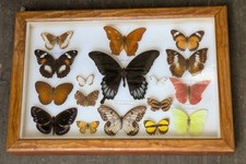 Colourful Tropical Butterfly Specimens in Display Case