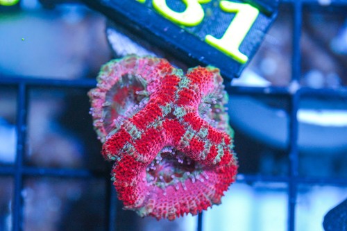 Wysiwyg live coral corals - wysiwyg,