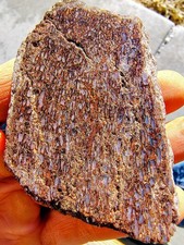 Utah Dinosaur Bone Fossil Slab