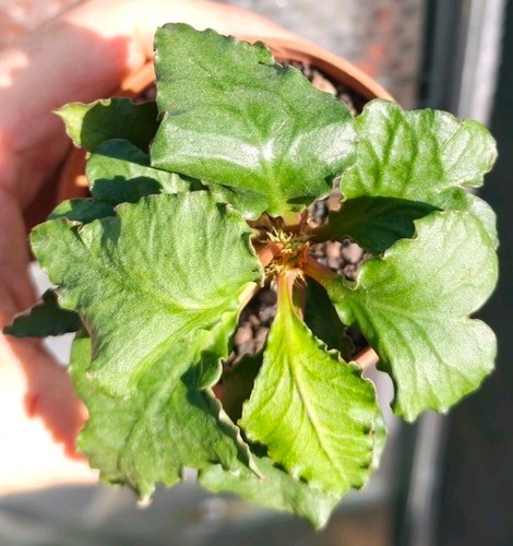 Euphorbia francoisii - francoisii,