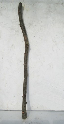 115cm beech natural - beech, tree