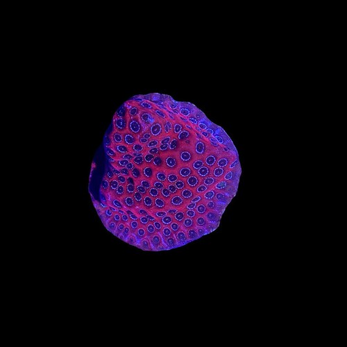 Montipora darth maul - montipora,