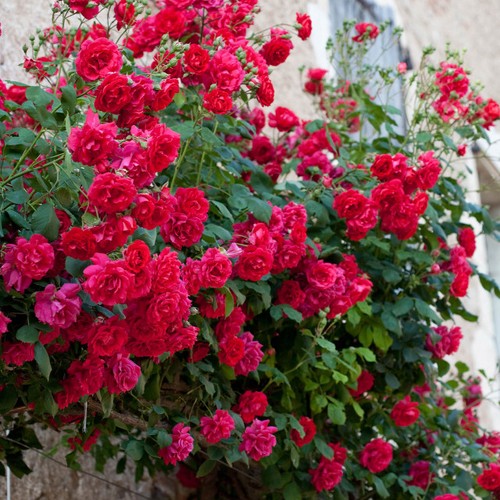 Climbing rose shrub - climbing, bushes
