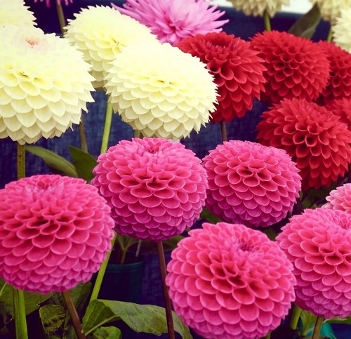 150x dahlia pompone - dahlia,
