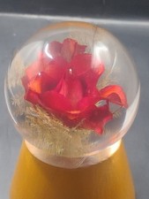 Large 1989 Hafod Grange Rose