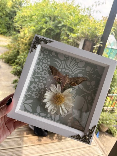 Hawk moth framed with - hawk, dried