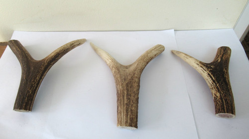 Red deer stag antler - deer,