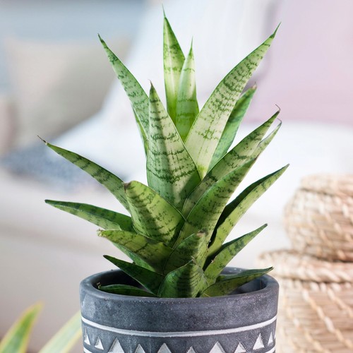 Sansevieria tough lady - lady, |