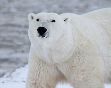 650230 Polar Bear Artic Nature