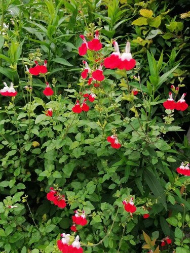 Hardy perennial red white - hardy,