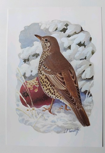 Tunnicliffe thrush bird - tunnicliffe,