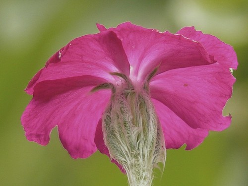 Rose campion bare - rose, root