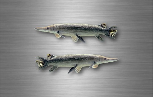 Sticker vinyl fish boat - fish,