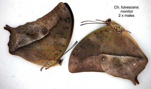 Butterfly charaxinae 2x - butterfly, charaxinae-