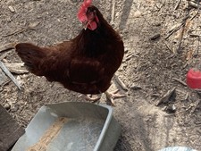 6 Rhode Island Red Hatching