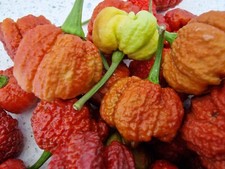 Carolina Reaper Caramel