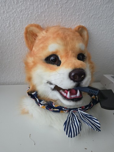 Realistic shiba inu dog - shiba,