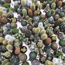  Cactus seeds! x 25 Collection