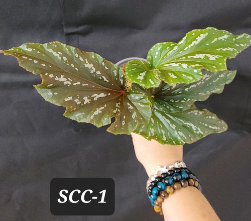 Begonia sophie cecile - begonia,