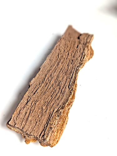 Fossilised wood specimen - wood, |