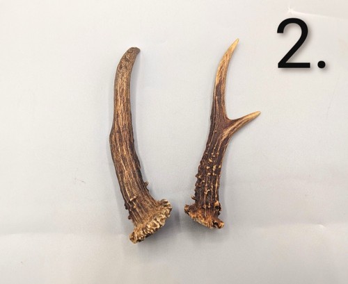 Roe deer antlers - roe, antlers,