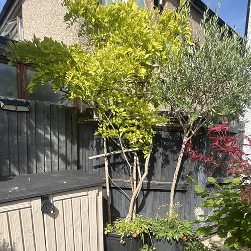 Potted olive tree - olive, (olea)