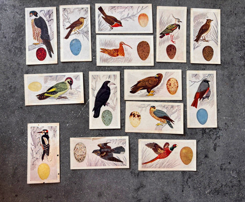 Sweetule products ltd birds - products,