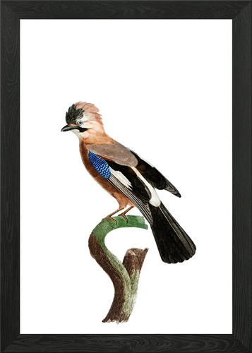 Vintage eurasian jay bird - vintage,