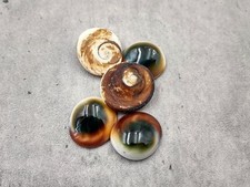 Cats Eyes Seashells Turbo