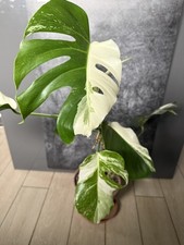 Monstera Deliciosa Borsigana