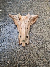 Cow Sacrum Real Bone Taxidermy