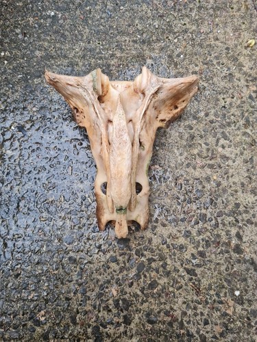 Cow sacrum real bone taxidermy - sacrum,