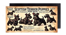 Scottish Terrier Puppies For