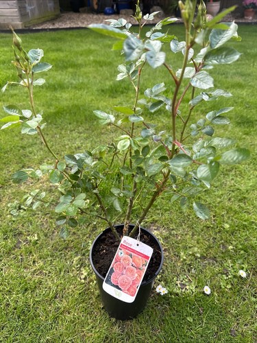 Potted rose sweet - 'sweet, dreams'