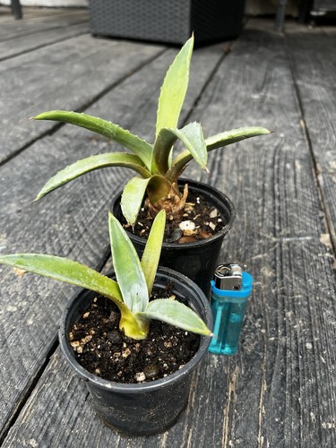 Agave americana succulents - x2,