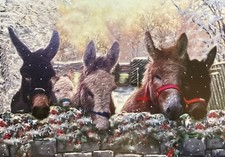 CHARITY CHRISTMAS CARD ~ AIR AMBULANCE ~ DONKEYS ~ SEE DESCR ~ SINGLE 17x12cm