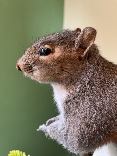 Taxidermy grey squirrel - squirrel, (￼