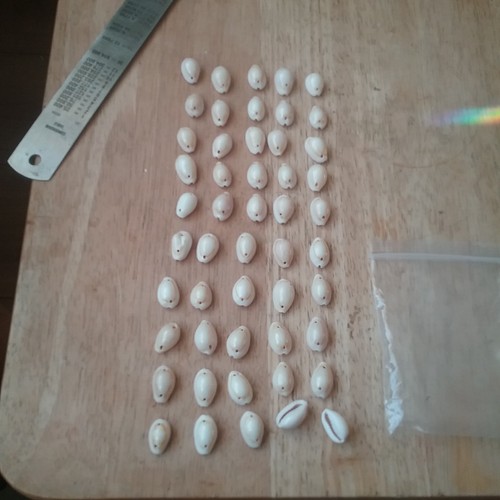 Beautiful cowrie natural - beautiful,