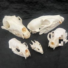 5 PCsTaxidermy Real Animals Skull Decor Model Animals Bones Education Collection