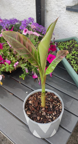 Musa nono rare and exotic - and,