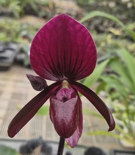 Paphiopedilum black jack - black,